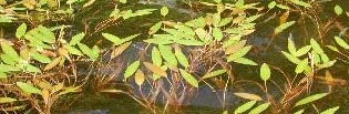 American Pondweed