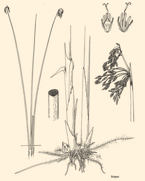 Bulrush