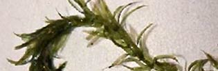 Canada Waterweed