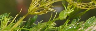 Chara-Branched Algae