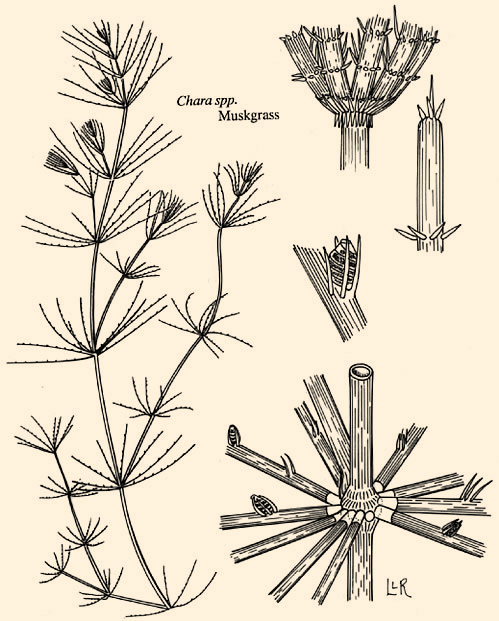 Chara-Branched Algae