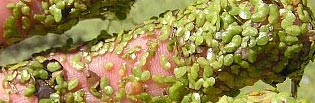 Common Duckweed