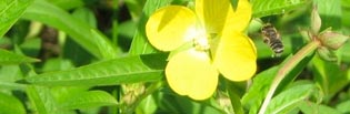 Creeping Water Primrose