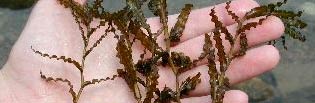 Curly-Leaf Pondweed