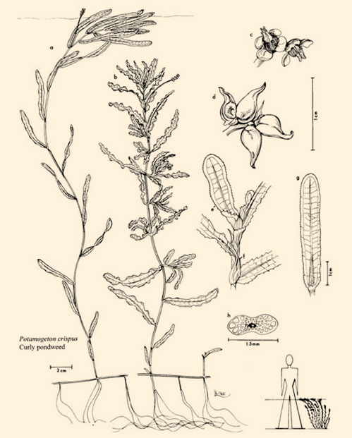 Curly-Leaf Pondweed