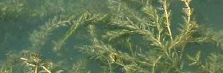 Eurasian Watermilfoil