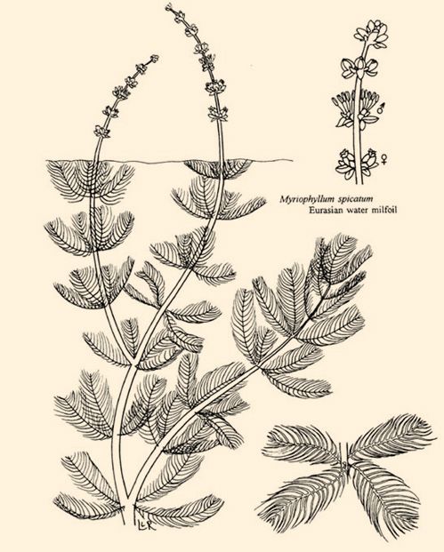 Eurasian Watermilfoil