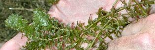 Hydrilla