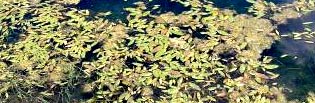 Largeleaf Pondweed