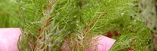 Northern Watermilfoil