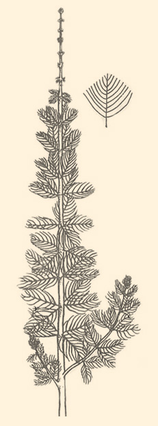 Northern Watermilfoil