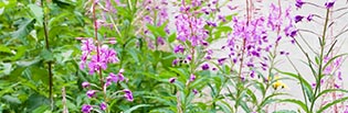 Purple Loosestrife