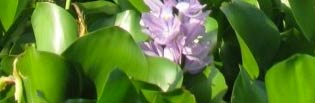 Water Hyacinth