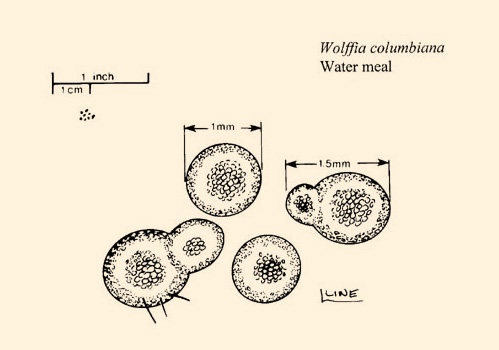 Watermeal