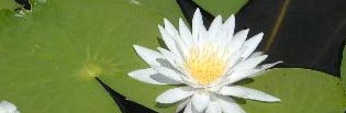 White Water Lily