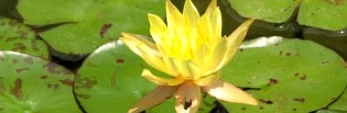 Yellow Water Lily