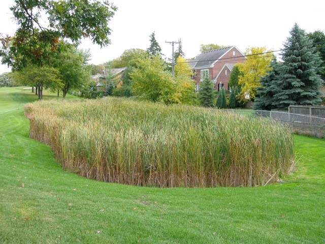 Rodeo Herbicide Shore Klear Emergent Weed Control Midwest
