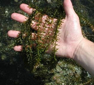 Lake Weed Control