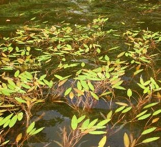 Pond Weed Control